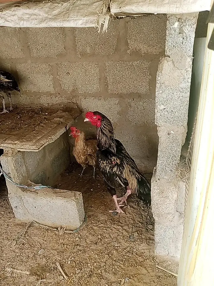 java cock — photo 2