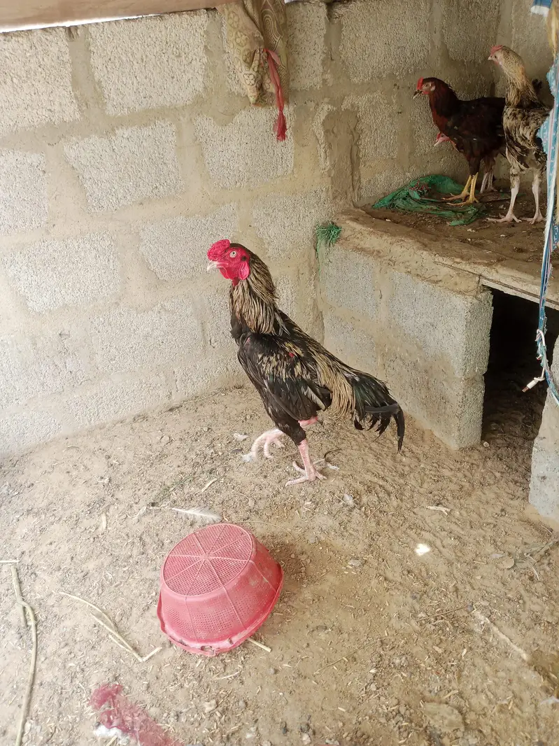 java cock — photo 3