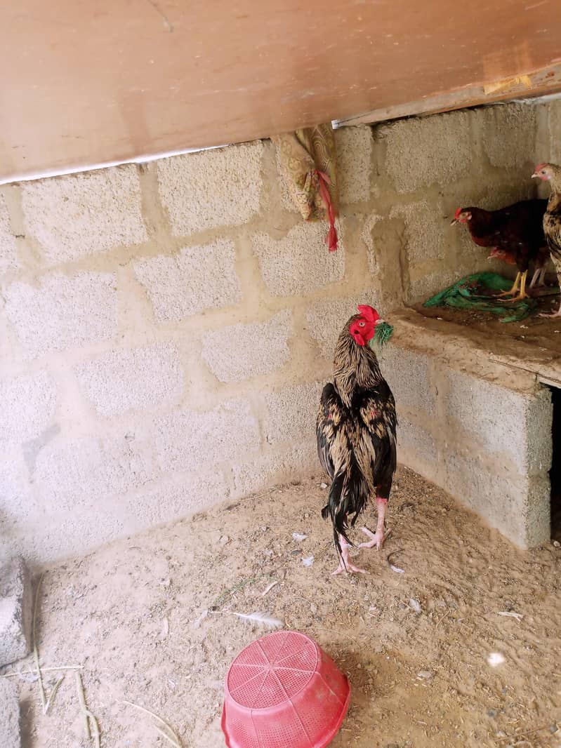 java cock 3