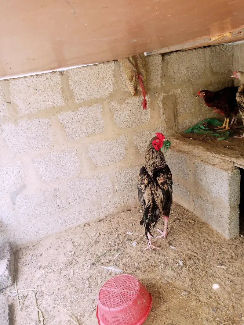 java cock — photo 4