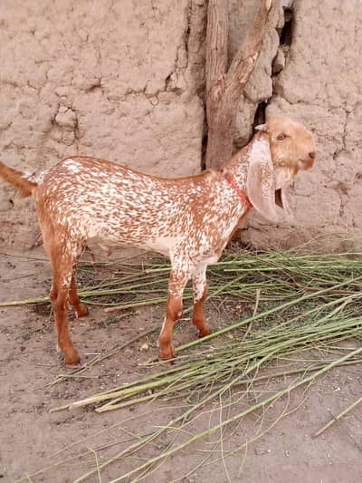 Makkah chini Bakra Urgent For Sale Call _03262867305