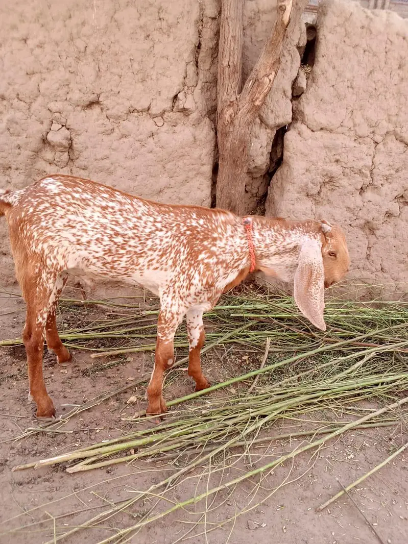 Makkah chini Bakra Urgent For Sale Call _03262867305 — photo 2