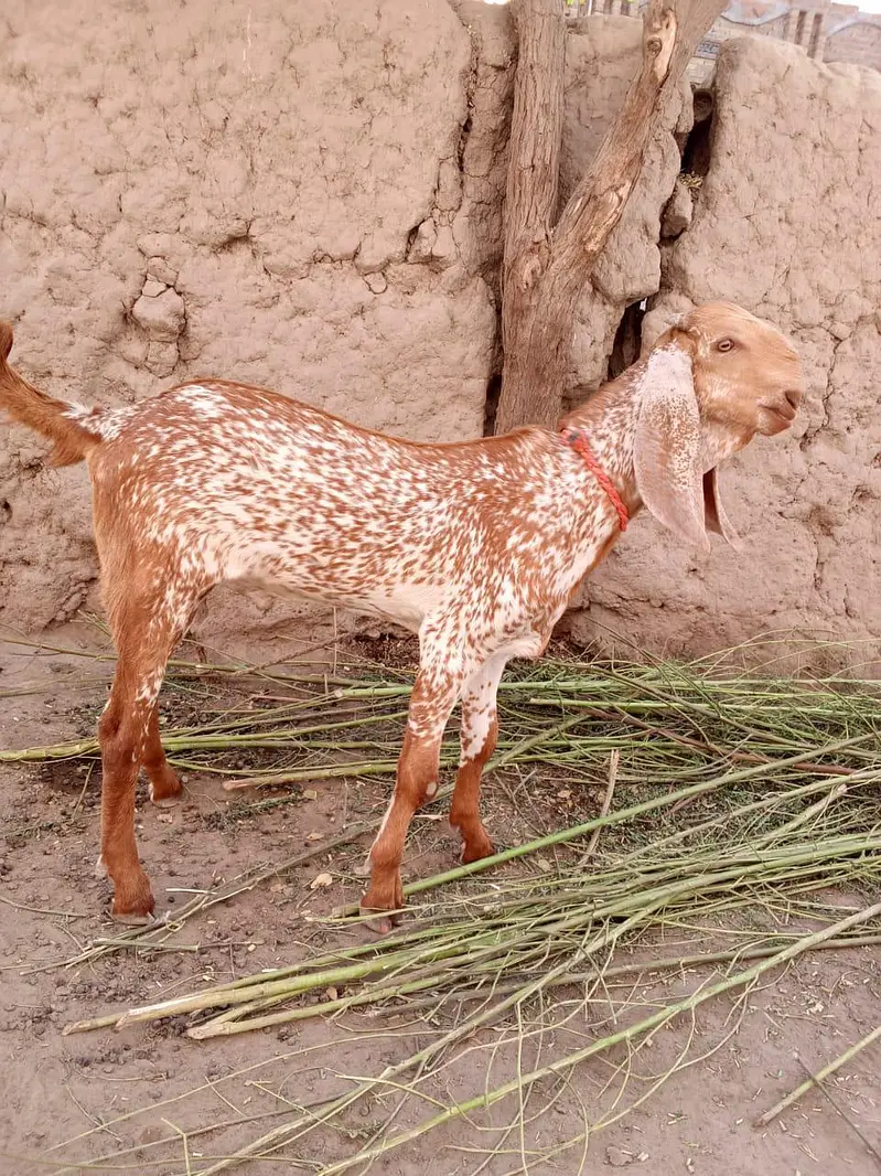 Makkah chini Bakra Urgent For Sale Call _03262867305 — photo 3