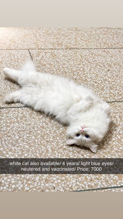 White Persian Male cat | Fully Vaccinated |Ocean blue eyes
