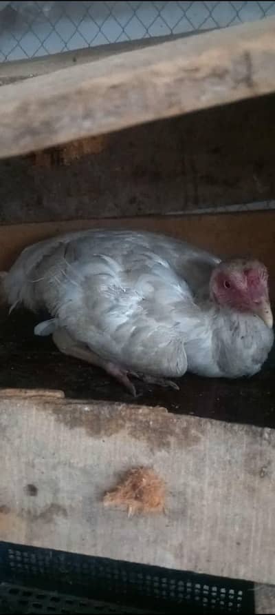 Kruk Heera madi for sale