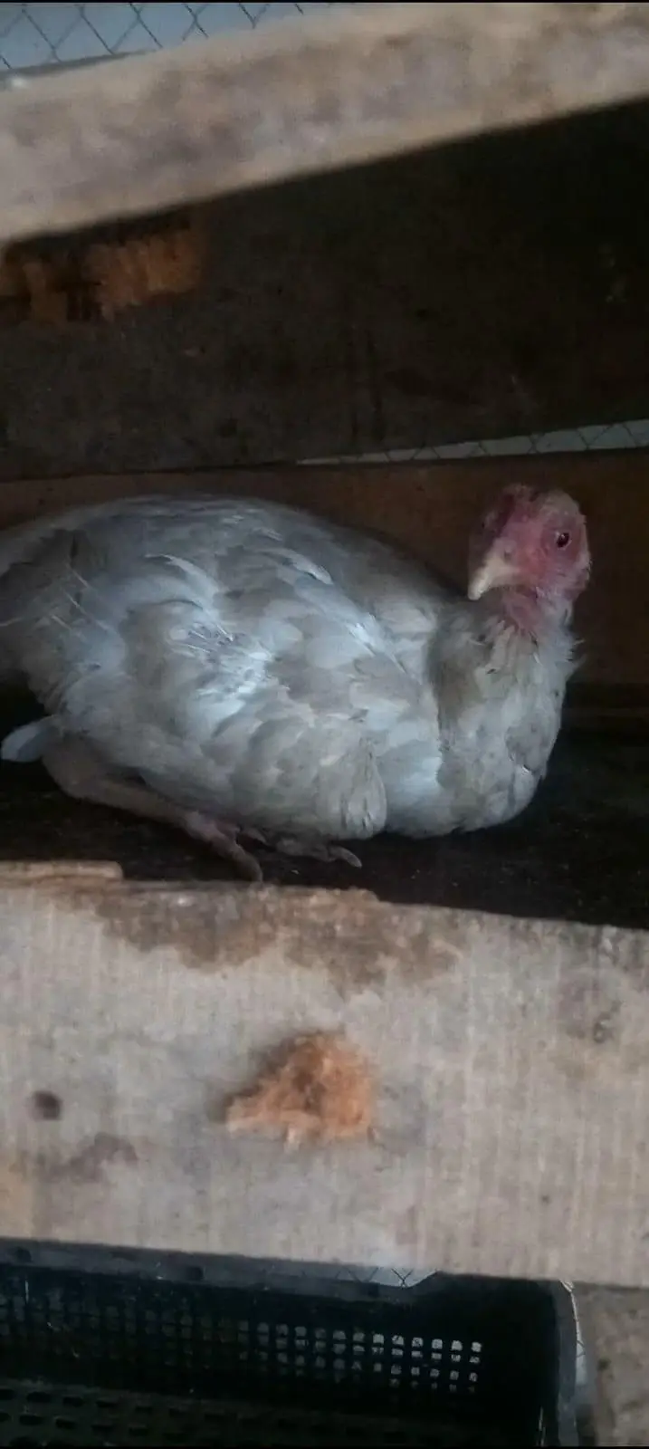 Kruk Heera madi for sale — photo 6