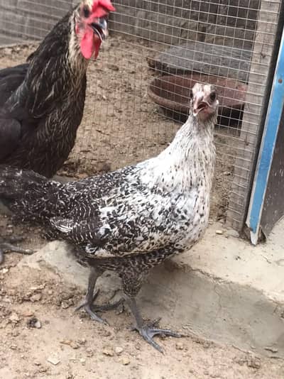 Thasi Hens