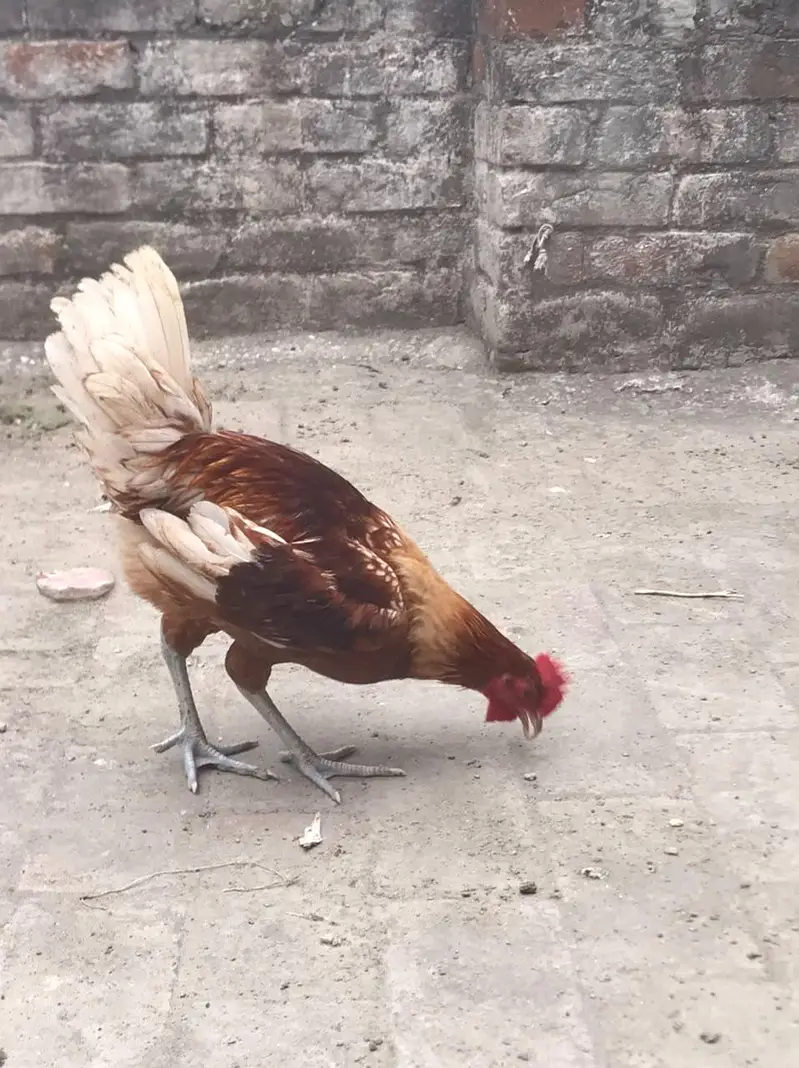 Thasi Hens — photo 2