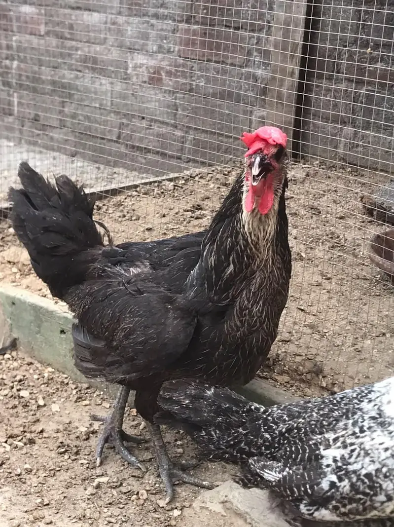Thasi Hens — photo 3