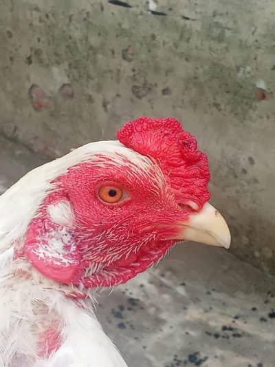 Heera  aseel Patha or peeli murghi Quality birds