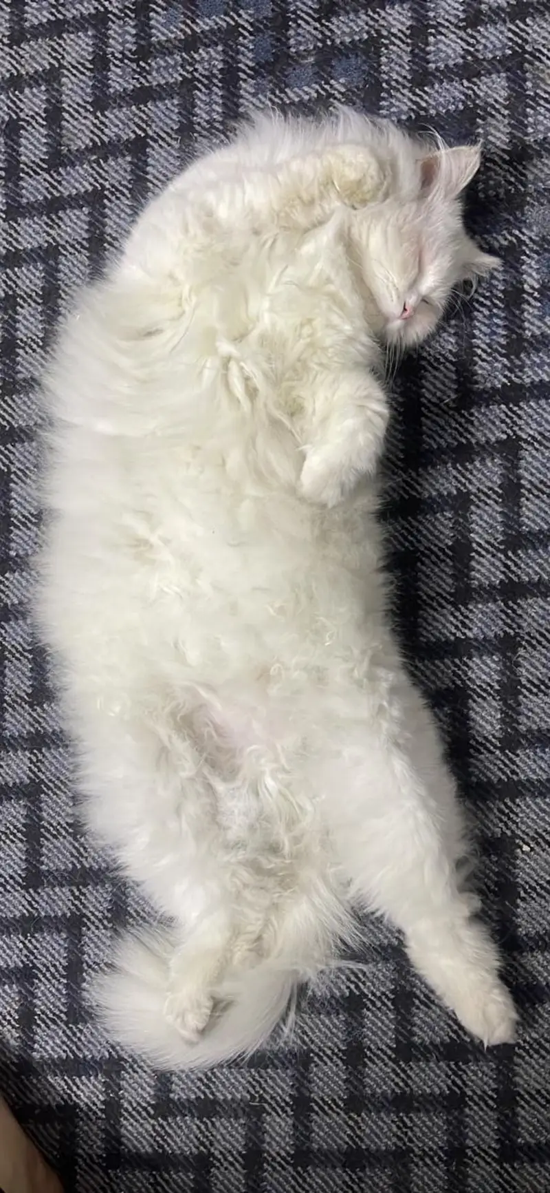 White Persian Male cat | Fully Vaccinated |Ocean blue eyes — photo 5