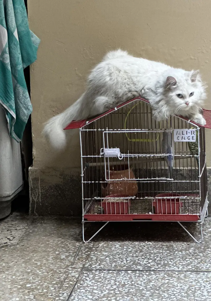 White Persian Male cat | Fully Vaccinated |Ocean blue eyes — photo 8