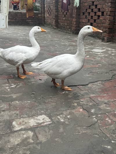 Long neck white duck
