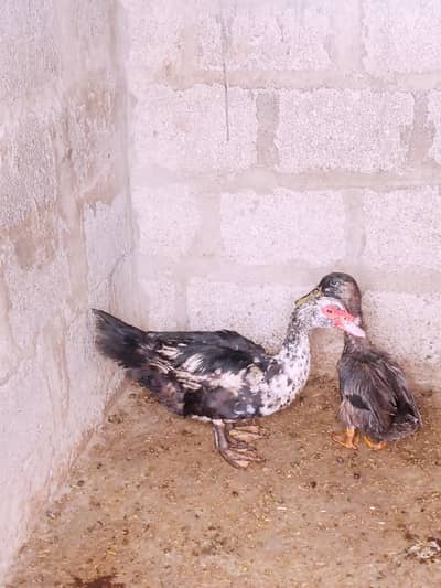 mascovy duck