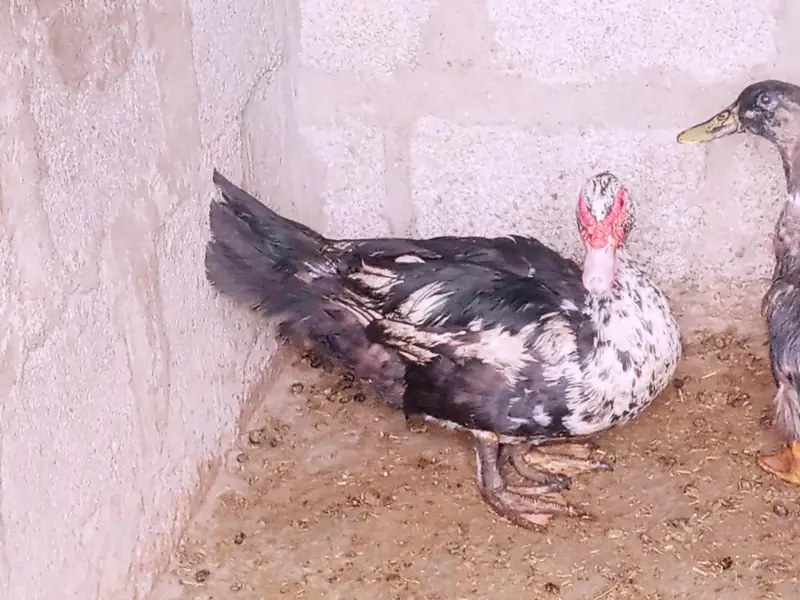 mascovy duck — photo 2