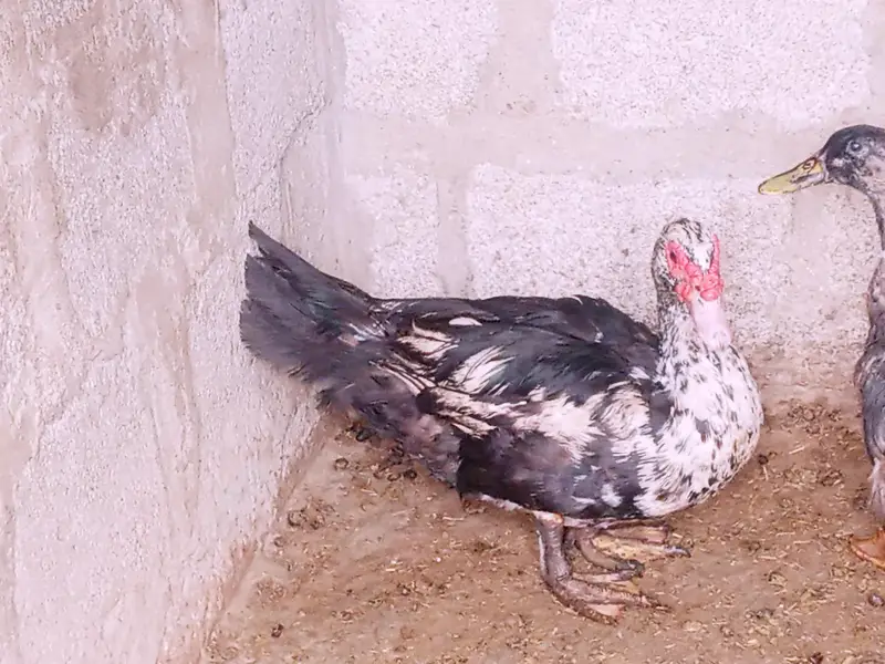 mascovy duck — photo 3