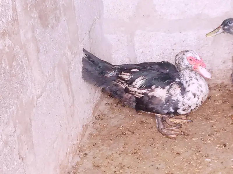 mascovy duck — photo 4