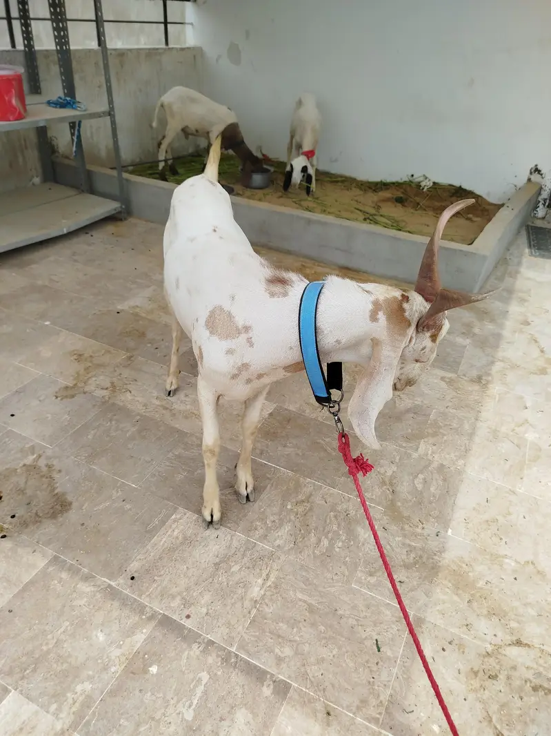 Bakra Hyderabadi Tapra Male — photo 2