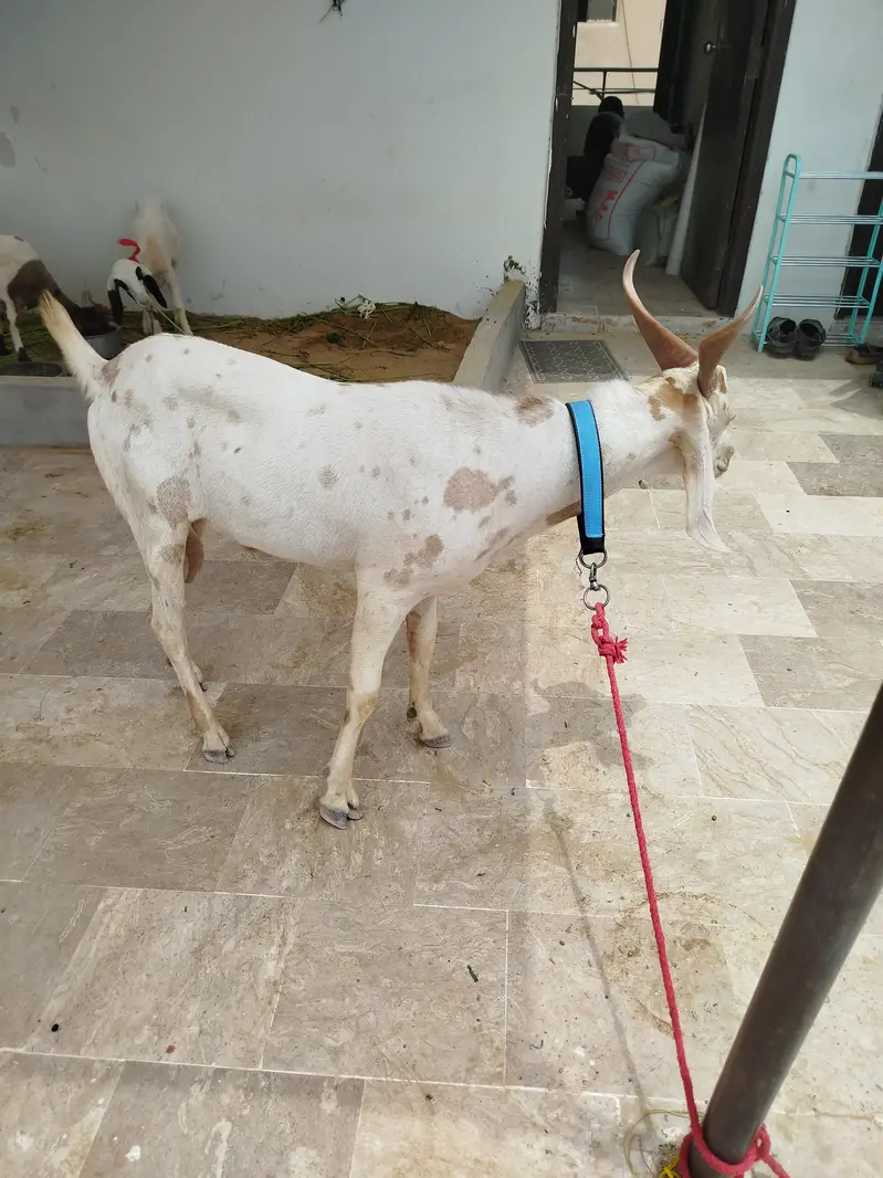 Bakra Hyderabadi Tapra Male — photo 3