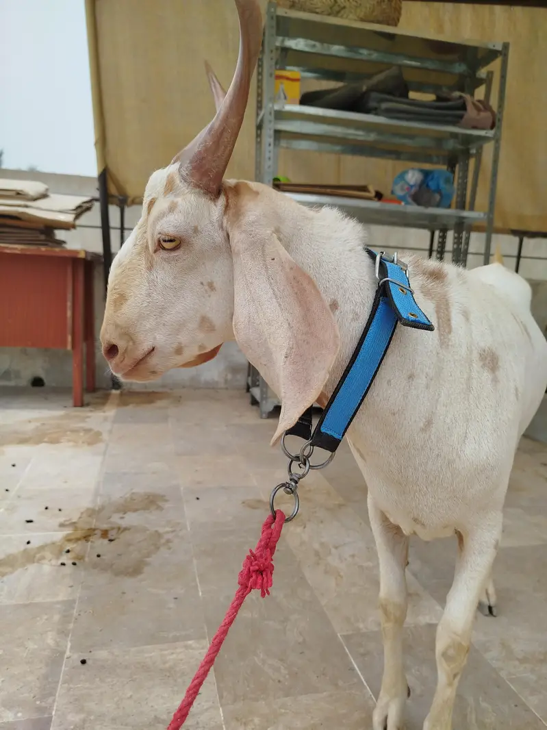 Bakra Hyderabadi Tapra Male — photo 4