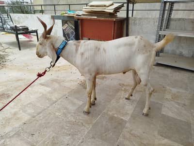 Hyderabadi Tapra Male Goat
