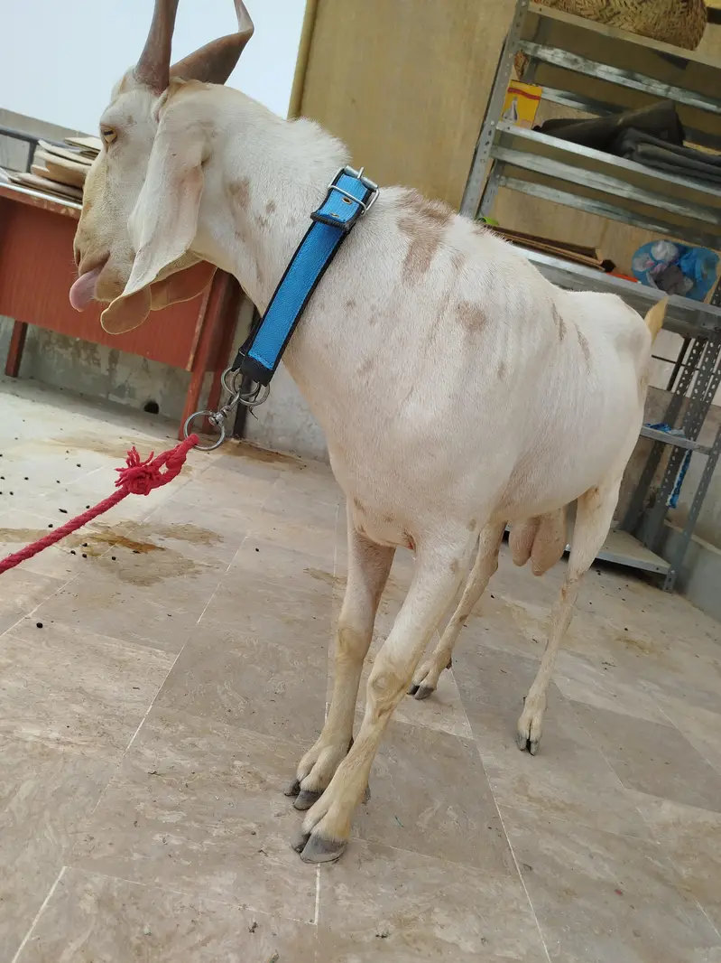 Bakra Hyderabadi Tapra Male — photo 5