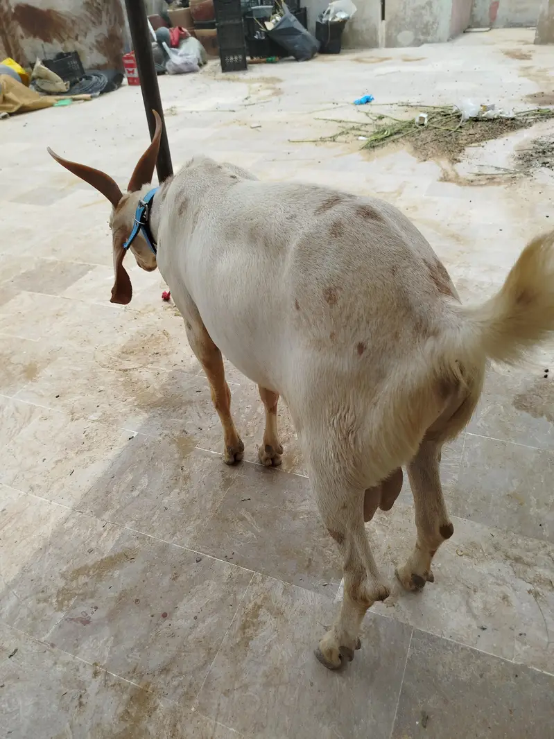 Bakra Hyderabadi Tapra Male — photo 6
