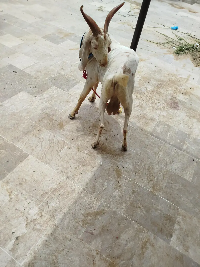 Bakra Hyderabadi Tapra Male — photo 7