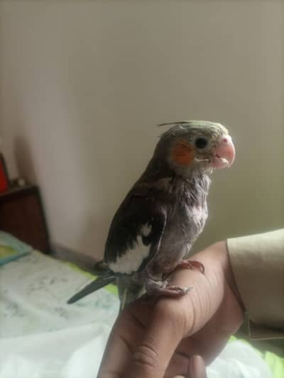 hand tame parrot