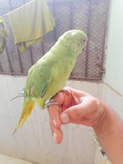 hand tame ringneck talking start kardi hai mitoo meow