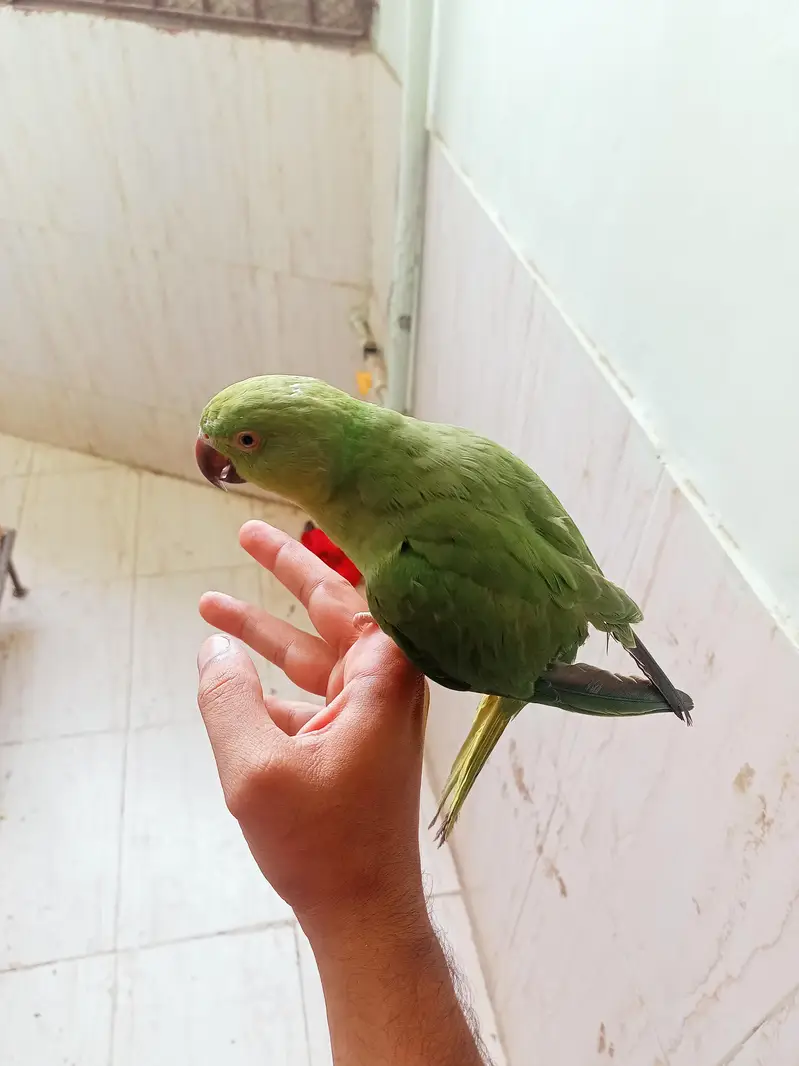 hand tame ringneck talking start kardi hai mitoo meow — photo 2