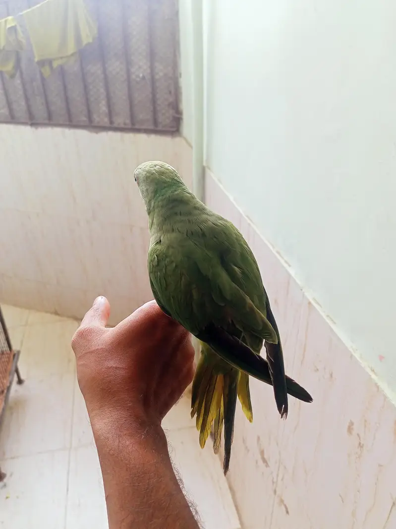 hand tame ringneck talking start kardi hai mitoo meow — photo 3