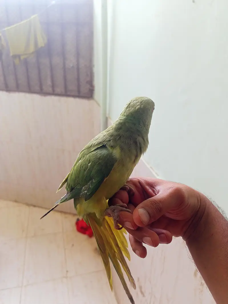 hand tame ringneck talking start kardi hai mitoo meow — photo 4
