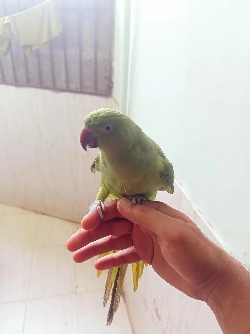 hand tame ringneck talking start kardi hai mitoo meow — photo 5