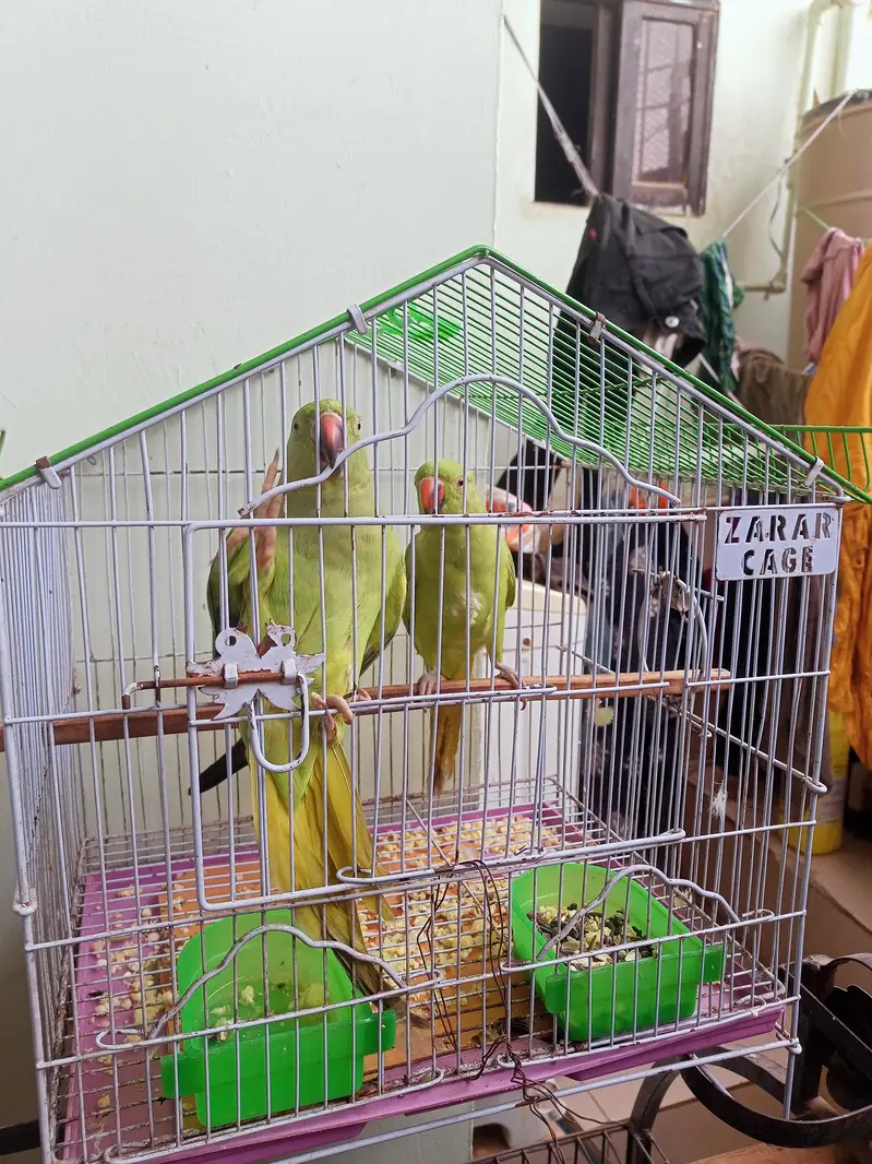 hand tame ringneck talking start kardi hai mitoo meow — photo 6