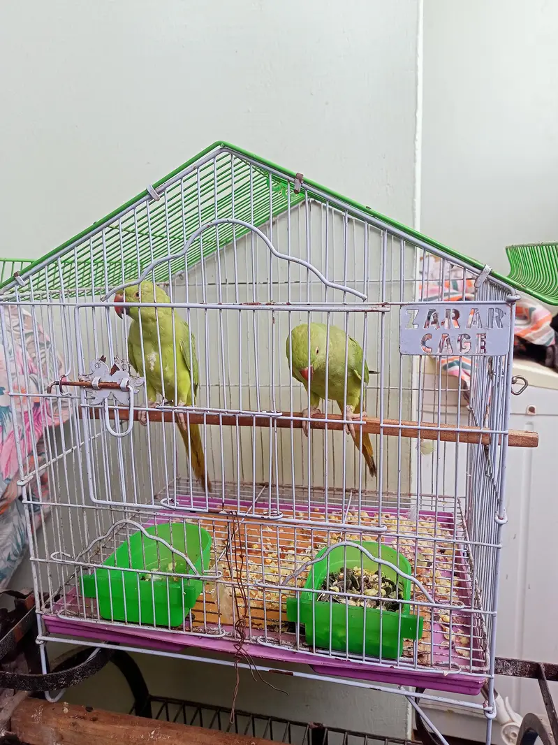 hand tame ringneck talking start kardi hai mitoo meow — photo 7