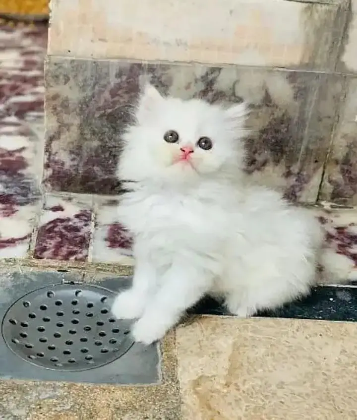 (Persian female kitten) (for sale all) (Pakistan delivery available) — photo 2