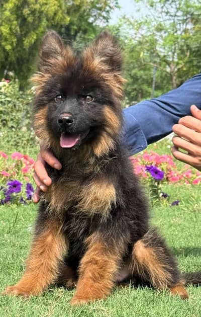 German shepherd puppies contact WhatsApmy WhatsAp 03257717149