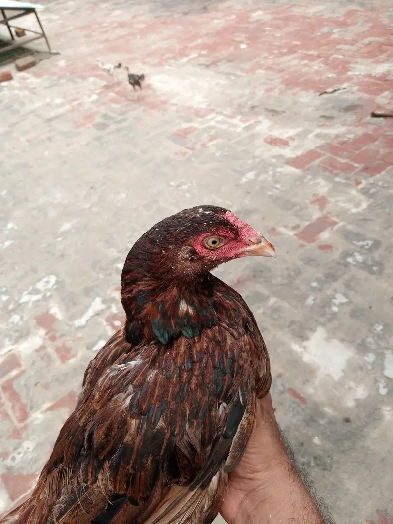 4500 Mansoorabad 03287220420 — photo 2