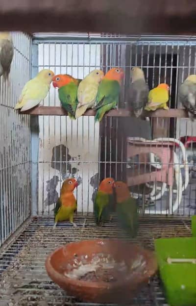 love birds for sale 13 pieces 2 piece hand taim