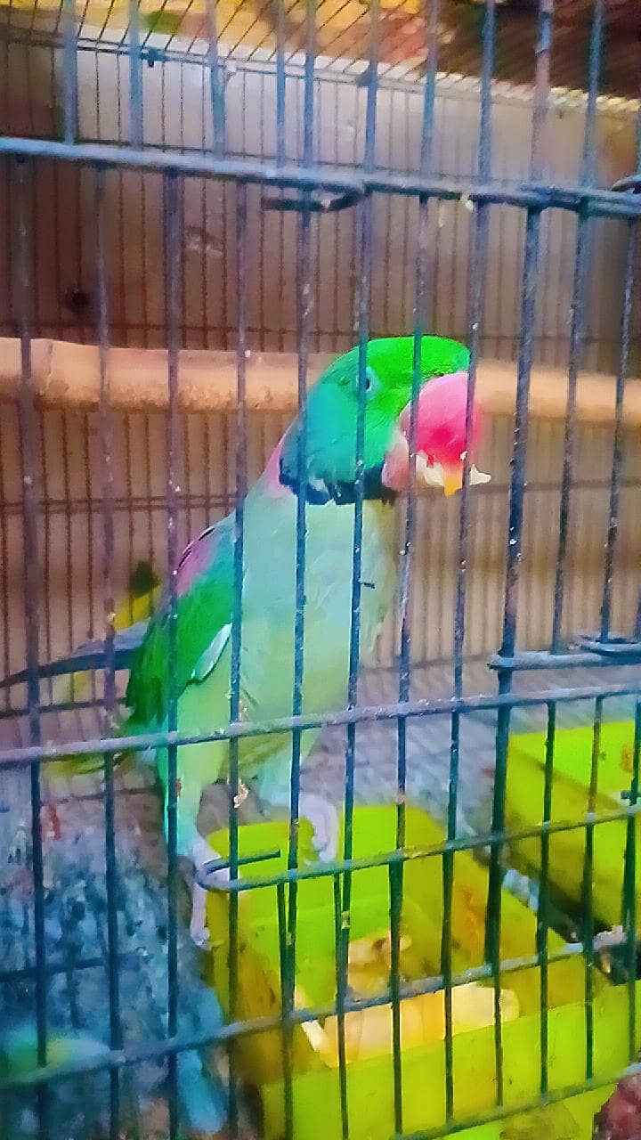 RAW Breeder Pair 1