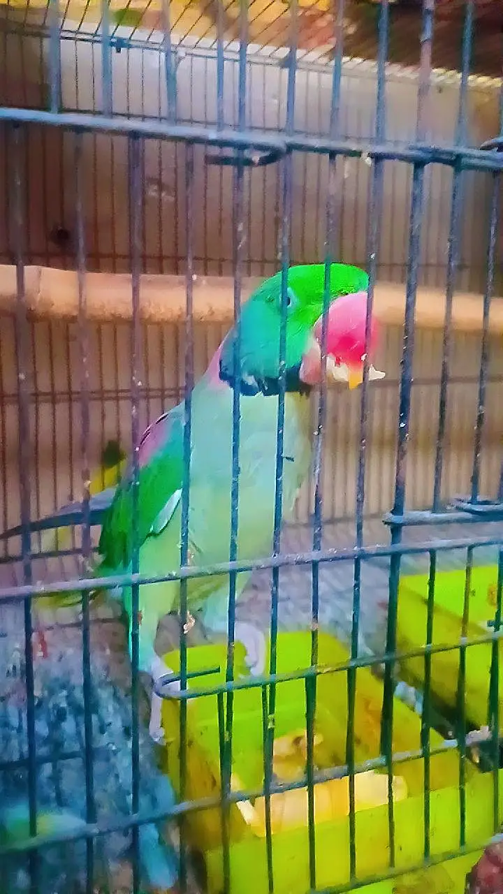 RAW Breeder Pair — photo 2
