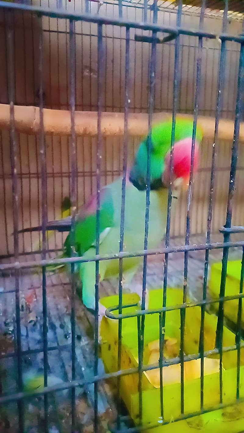 RAW Breeder Pair 2