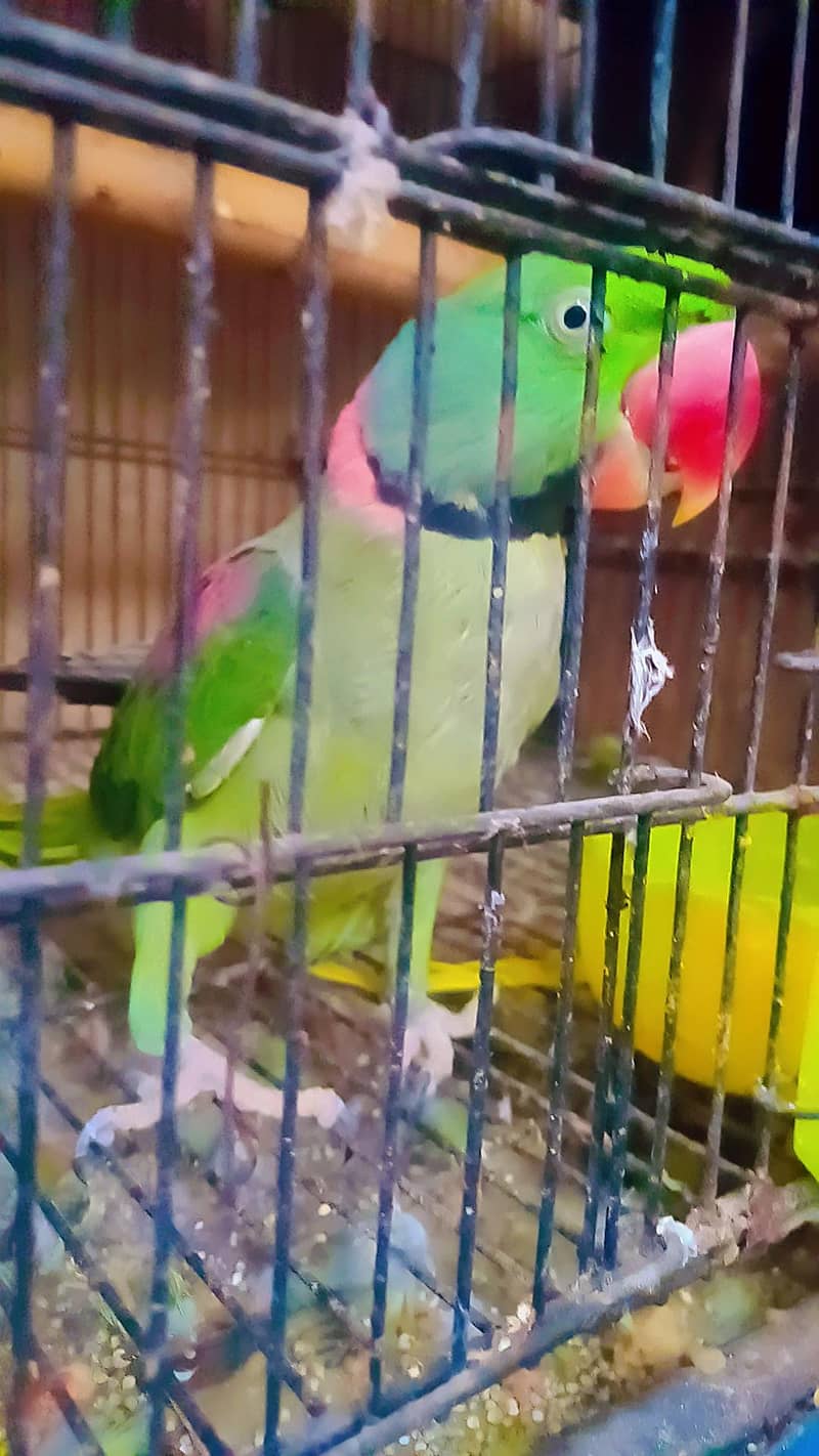 RAW Breeder Pair 3