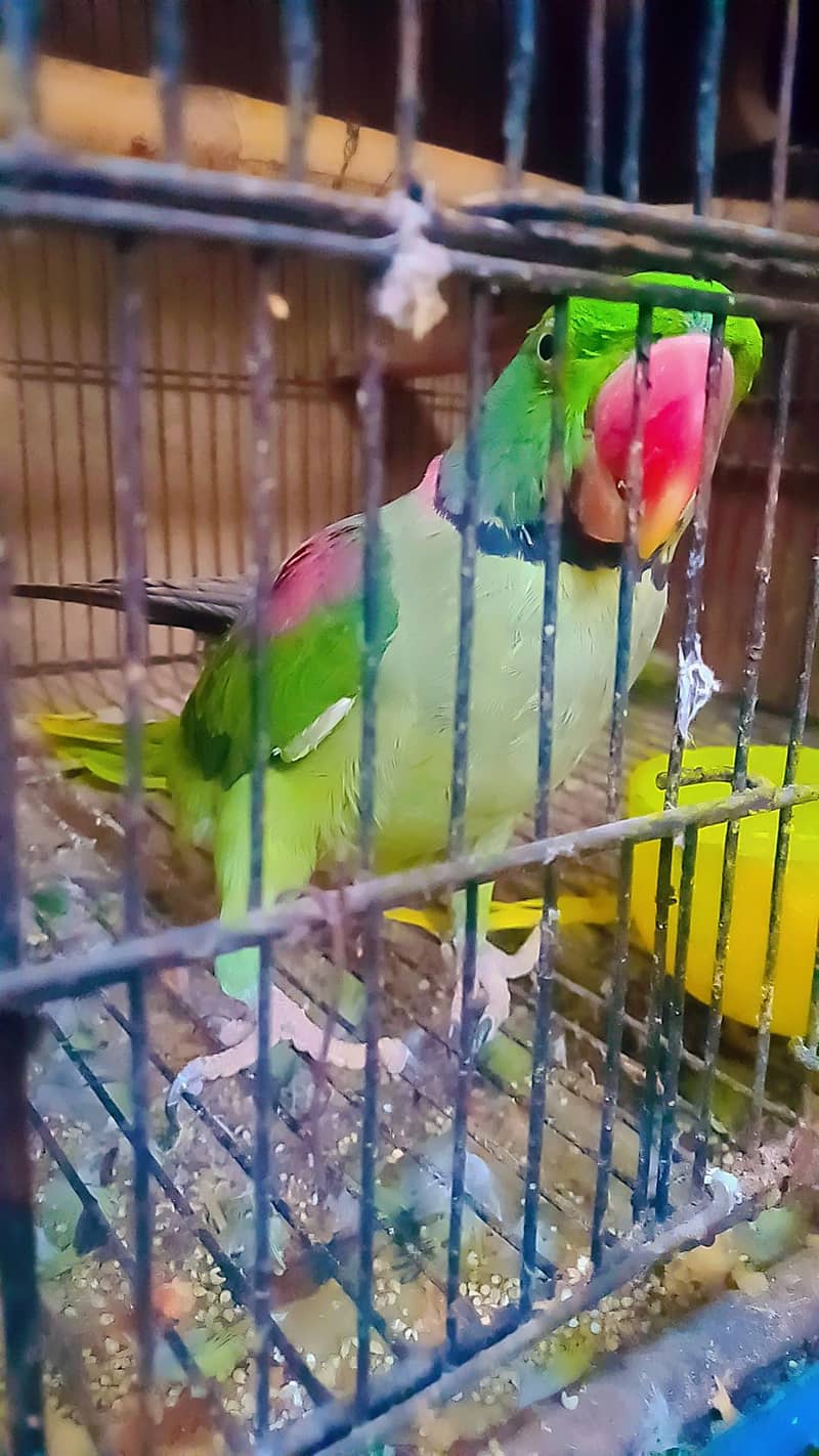 RAW Breeder Pair 4