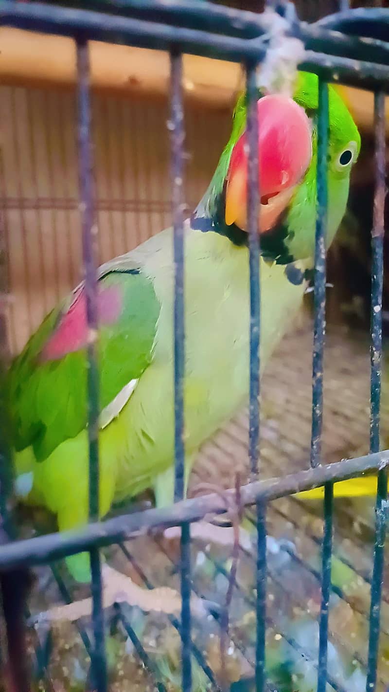 RAW Breeder Pair 5