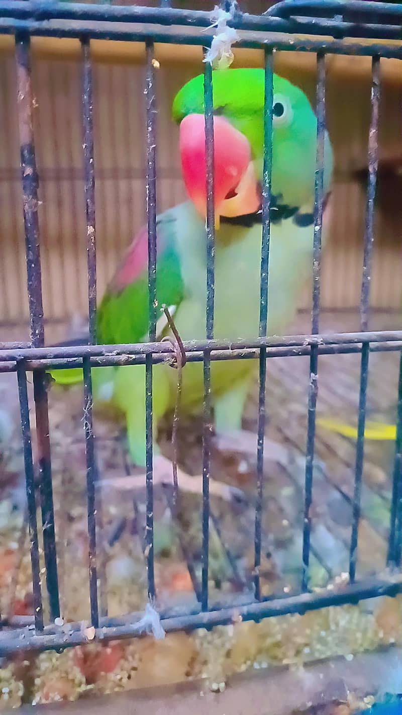 RAW Breeder Pair 7