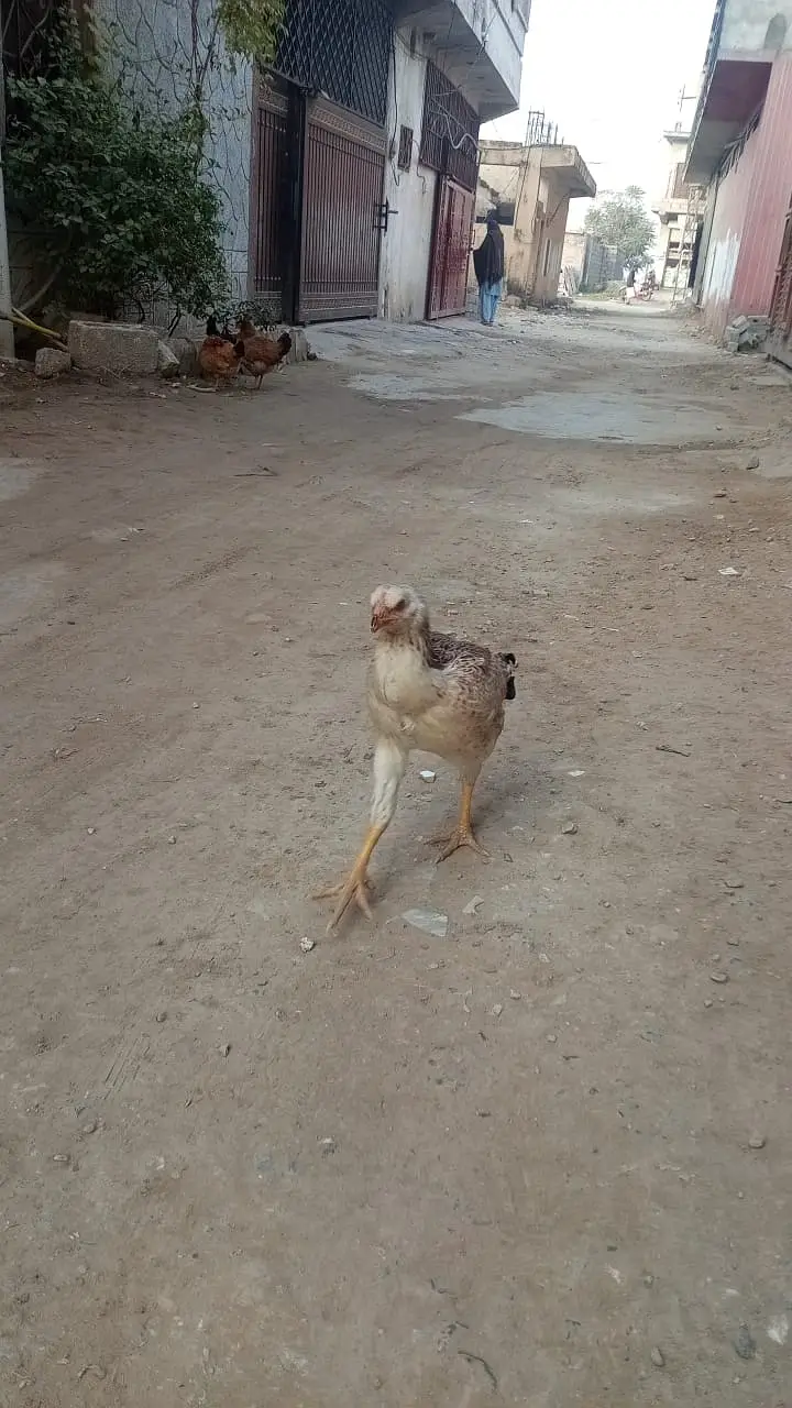 Best home breed — photo 3