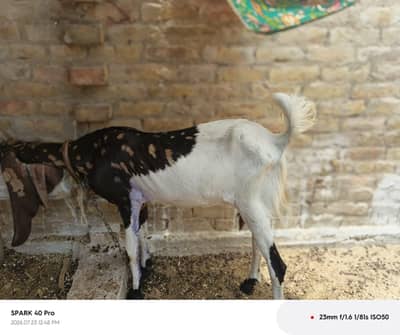 Milking goat