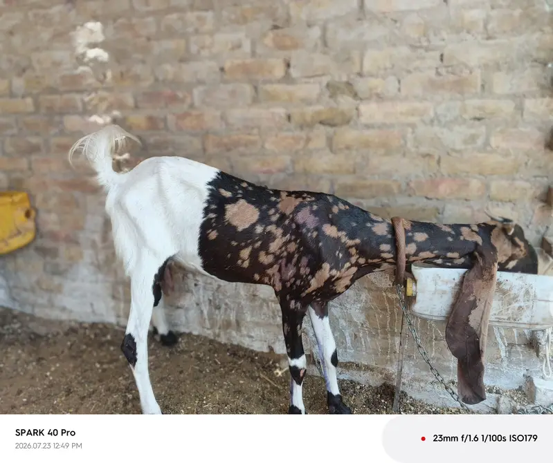 Milking goat — photo 2